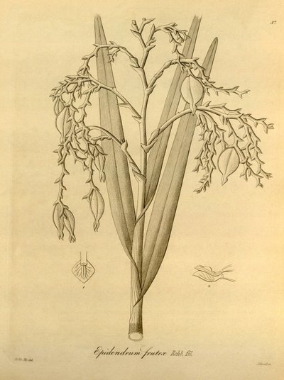 Illustration von: Epidendrum frutex von Heinrich Gustav Reichenbach